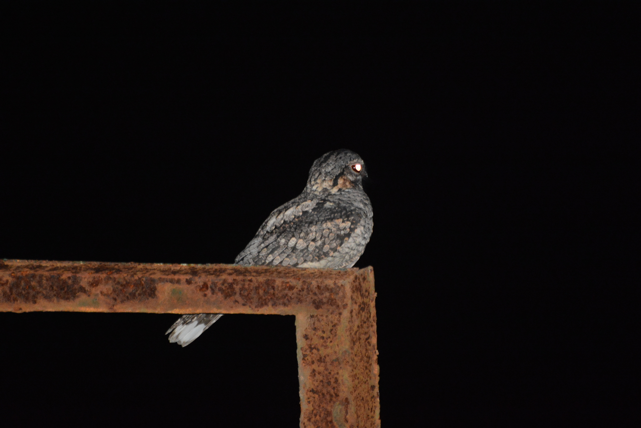 Jungle Nightjar