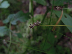 Carex tenuiflora