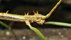 Ceroys perfoliatus