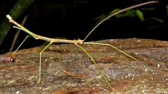 Ceroys perfoliatus