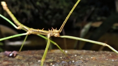 Ceroys perfoliatus