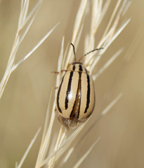 Kuschelina nigrovittata