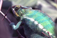 Furcifer