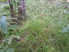 Carex tenuiflora