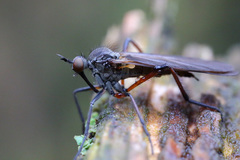 Empis borealis