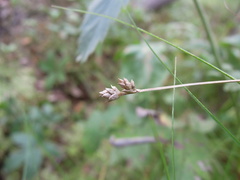 Carex tenuiflora