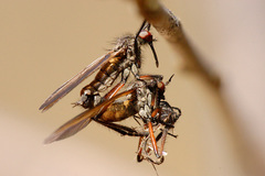 Empis borealis