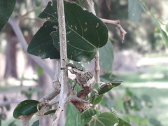 Polyteles guerini