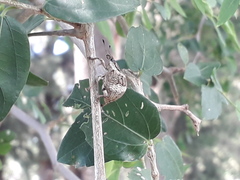 Polyteles guerini