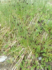 Juncus jacquinii