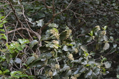 Psydrax umbellata