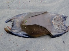 Beringraja binoculata
