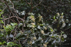 Psydrax umbellata