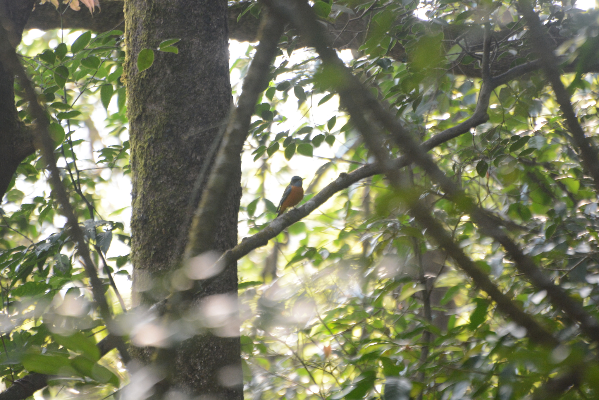 Blue-capped Rock Thrush