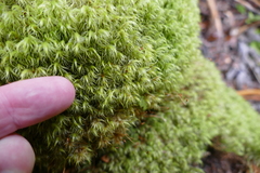 Dicranoloma robustum