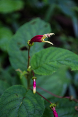 Siphocampylus argentinus