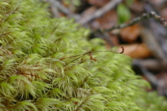 Dicranoloma robustum