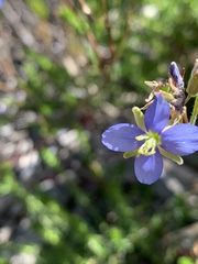Heliophila linearis linearis
