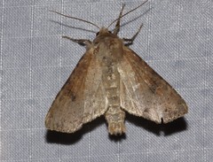 Apamea alia