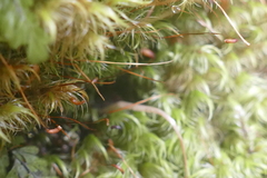 Dicranoloma robustum