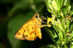 Pardaleodes edipus