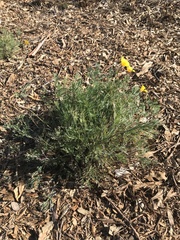 Eschscholzia californica maritima