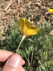 Eschscholzia californica maritima