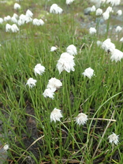 Eriophorum scheuchzeri