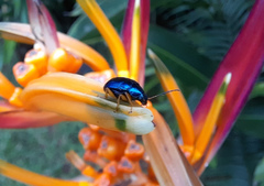 Nodocolaspis costipennis