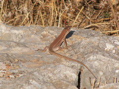 Podarcis waglerianus