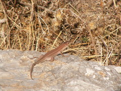 Podarcis waglerianus