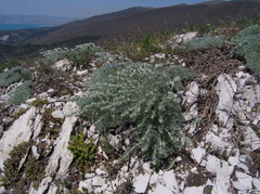Artemisia alpina