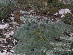 Artemisia alpina