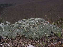 Artemisia alpina