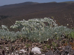 Artemisia alpina