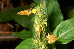 Pardaleodes edipus