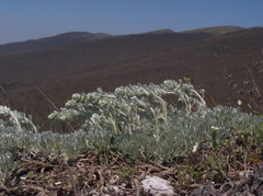 Artemisia alpina