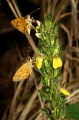 Pardaleodes edipus