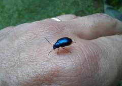 Nodocolaspis costipennis