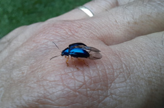 Nodocolaspis costipennis