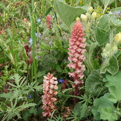 Orobanche amethystea