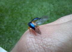 Nodocolaspis costipennis
