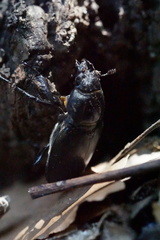 Lucanus cervus cervus