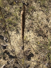 Liatris pycnostachya