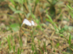 Nyctemera lacticinia