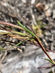 Heliophila linearis linearis