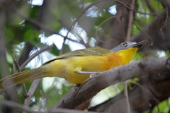 Malaconotus blanchoti