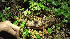 Oxyeleotris marmorata