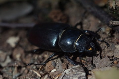 Lucanus cervus cervus