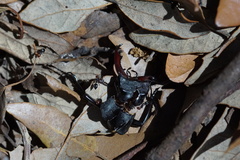 Lucanus cervus cervus